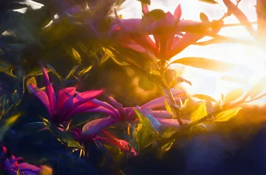 Letzter goldener Moment